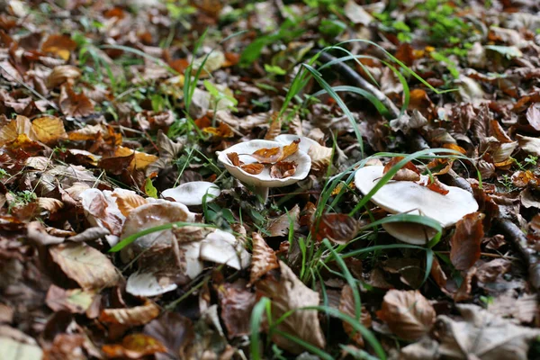 Close Seletivo Pequenos Cogumelos Uma Floresta — Fotografia de Stock