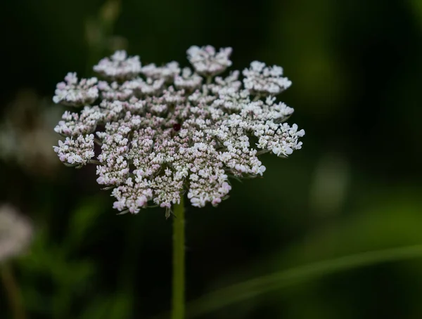 Een Close Van Een Witte Wilde Bloem Ondiepe Focus — Stockfoto