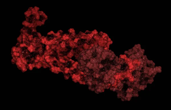 Troponin 렌더링 영역의 이루어져 — 스톡 사진