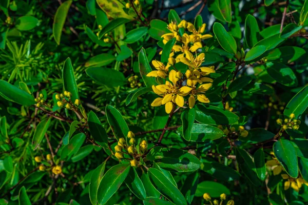 花园里开满了花的美丽的 黄色的金银花 — 图库照片