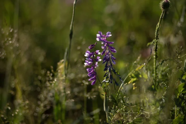 草场中紫色草帽的浅聚焦特写镜头 — 图库照片