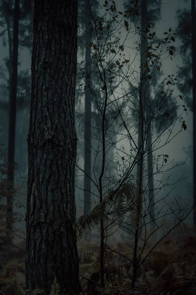 霧の日に鬱蒼とした森の垂直ショット — ストック写真