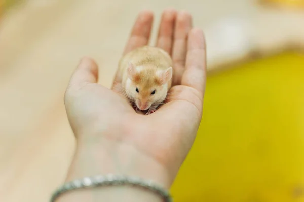 Gros Plan Hamster Mignon Sur Une Paume — Photo