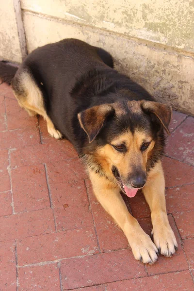 Colpo Verticale Cane Bruno Sdraiato Terra Alla Luce Del Giorno — Foto Stock