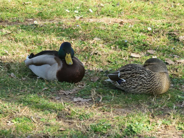 Canards Colverts Mâles Femelles Anas Platyrhynchos Dans Sol Reposant — Photo