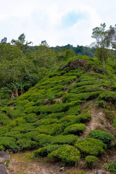 Wzgórza Plantacji Herbaty Cameron Highlands Malezja Azja Południowo Wschodnia — Zdjęcie stockowe