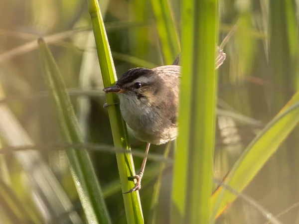 Gros Plan Paruline Acrocephalus Sur Une Tige Plante — Photo