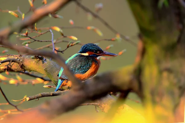 Tiro Seletivo Foco Pássaro Comum Kingfisher Empoleirado Ramo Árvore — Fotografia de Stock