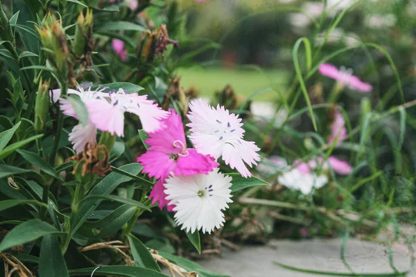 Primo Piano Colorati Fiori Dolci William Che Sbocciano Nel Giardino — Foto Stock