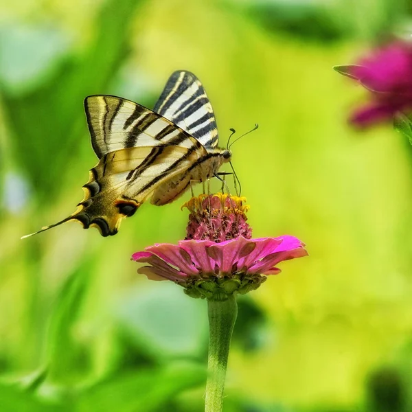 Een Close Shot Van Een Vlinder Een Mooie Roze Bloem — Stockfoto