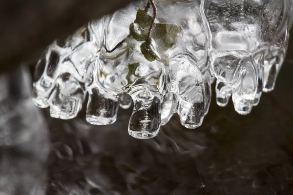 在植物上加冰的特写镜头 — 图库照片