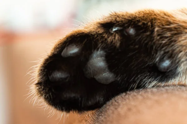 Primo Piano Colpo Una Zampa Gatto Carino — Foto Stock