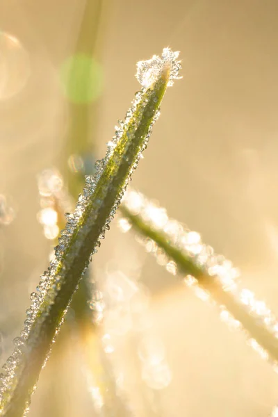 Hampshire United Kingdom Dec 2020 Piece Frost Top Grass Warm — Stock Photo, Image