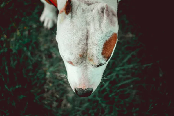 Filipinas Jan 2018 Una Vista Superior Lindo Perro Bravucón Americano —  Fotos de Stock