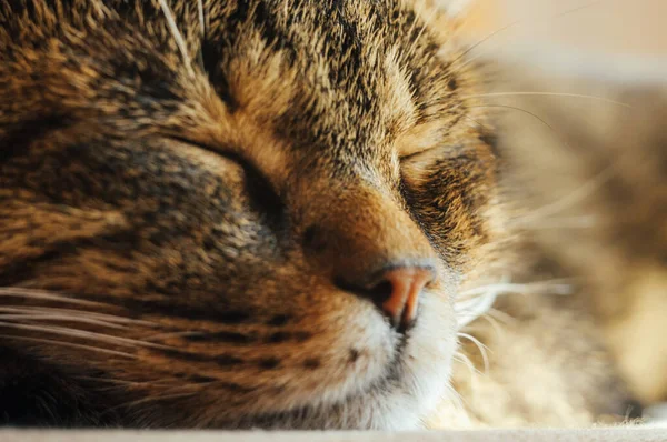 Closeup Shot Sleepy — Stock Photo, Image