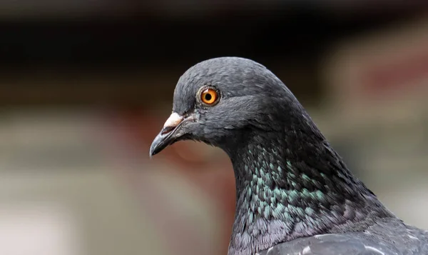 Bir Güvercinin Yakın Çekimi Sığ Odak — Stok fotoğraf