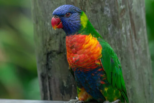 Портрет Разноцветного Попугая Лорикитов Стоящего Фоне Ствола Дерева — стоковое фото