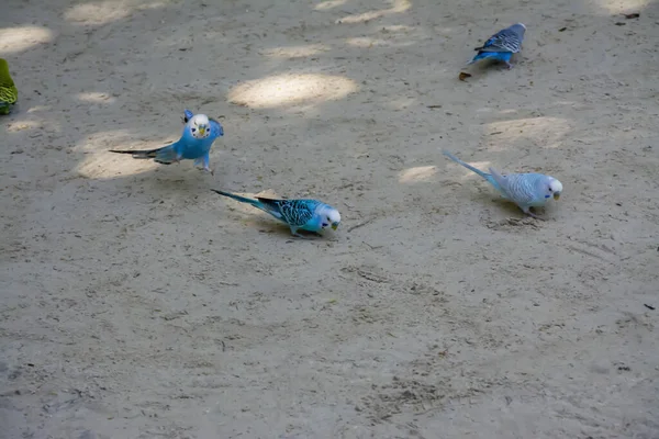 Grupo Pájaros Periquitos Azules Alimentándose Suelo —  Fotos de Stock