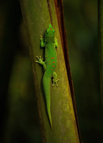 Chameleon Reptile Green Iguana Close View — Photo