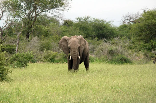 緑の草原に大きな灰色の象 — ストック写真