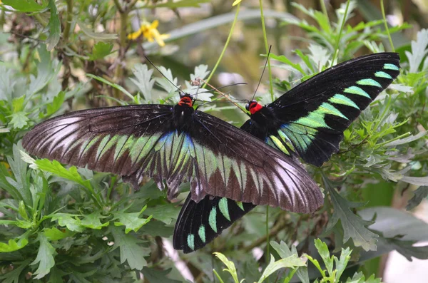 Gros Plan Deux Beaux Papillons Noirs Côte Côte Permission — Photo