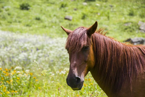 Портрет Красной Лошади Долине Сванети Грузия — стоковое фото