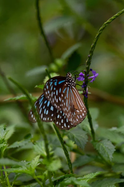 Zbliżenie Ujęcie Tirumala Septentrionis Motyl Zielonej Naturze — Zdjęcie stockowe