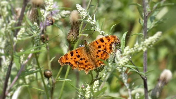 Makro Ujęcie Kąta Motyl Kwiatach Podczas Dziennego Światła — Zdjęcie stockowe