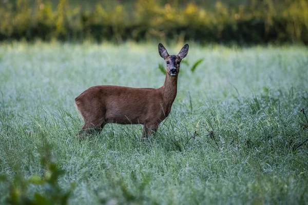 Tiro Foco Raso Cervo Corça Prado Gramado — Fotografia de Stock