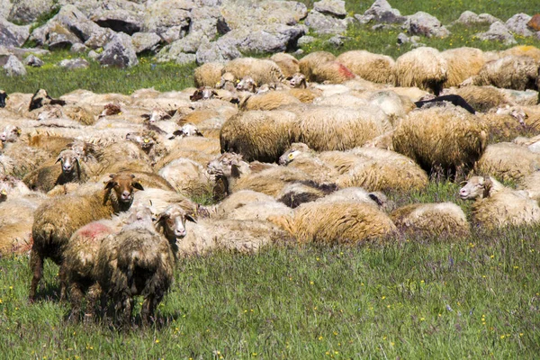 Closeup Sheep Flock Field — Stock Photo, Image