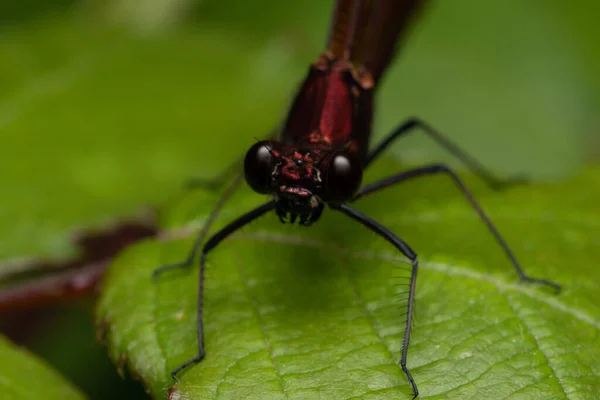 Nahaufnahme Einer Libelle Auf Einem Blatt — Stockfoto