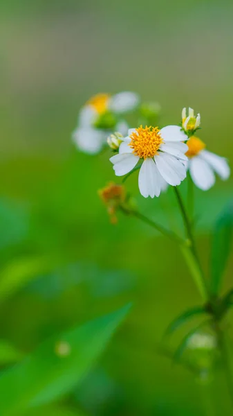 Detailní Záběr Rozkvetlé Bílé Divoké Květiny Rozmazaném Zeleném Pozadí — Stock fotografie