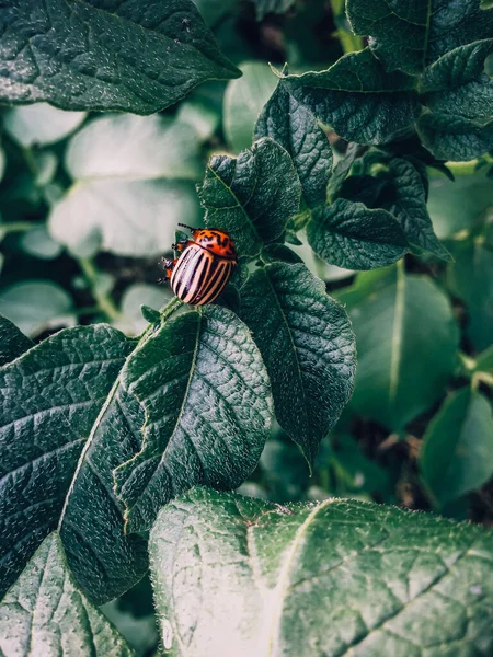 Vertical Shot Insect Green Plant — Stock Photo, Image