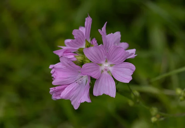 Närbild Bild Blommande Rosa Mysk Malva Blommor — Stockfoto