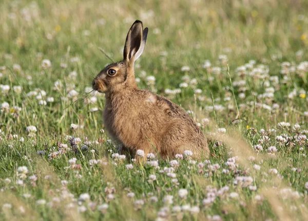 Morbido Adorabile Coniglio Bruno Sul Campo Erboso Natura — Foto Stock