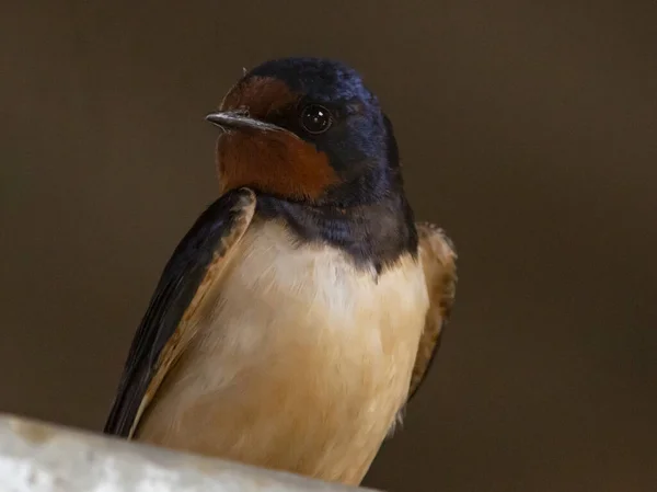 Gros Plan Petite Hirondelle Brune Sur Fond Flou — Photo