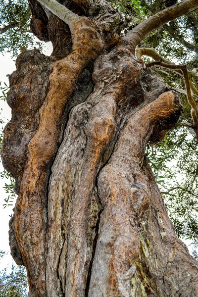 Feche Tronco Árvore Textura Árvore — Fotografia de Stock