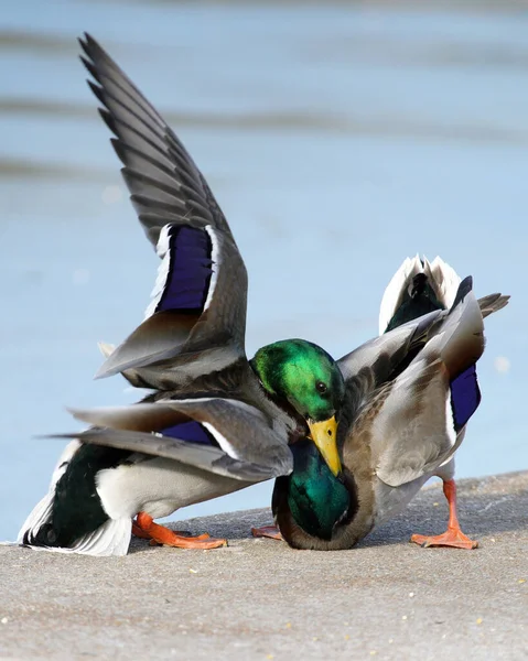 Een Selectieve Focus Van Twee Mannelijke Wilde Eenden Die Met — Stockfoto