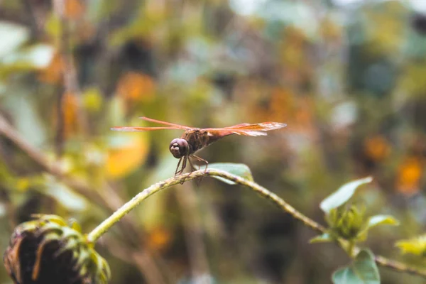 背景がぼやけている花茎に1羽のトンボがつきました — ストック写真