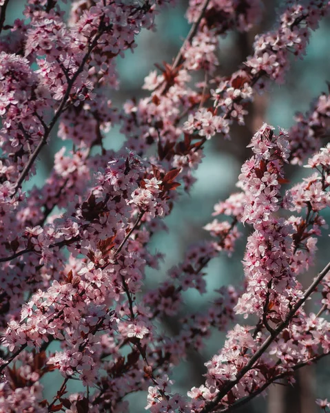 Belles Fleurs Roses Magnolia Chinois Sur Backgrou Flou — Photo