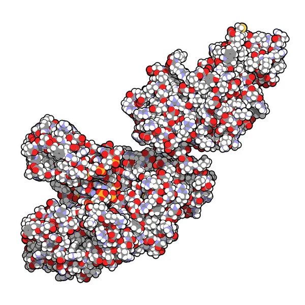 Ένζυμο Taq Polymerase Thermus Aquaticus Polymerase Συνδεδεμένο Dna Τρισδιάστατη Απόδοση — Φωτογραφία Αρχείου