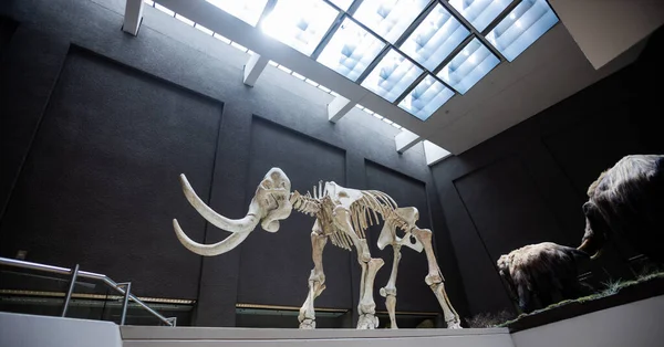 Tiro Ângulo Baixo Esqueleto Mamute Museu Estugarda Alemanha — Fotografia de Stock