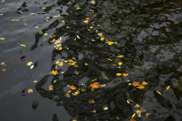 リトアニア トラカイ 水面上の紅葉の閉鎖 — ストック写真