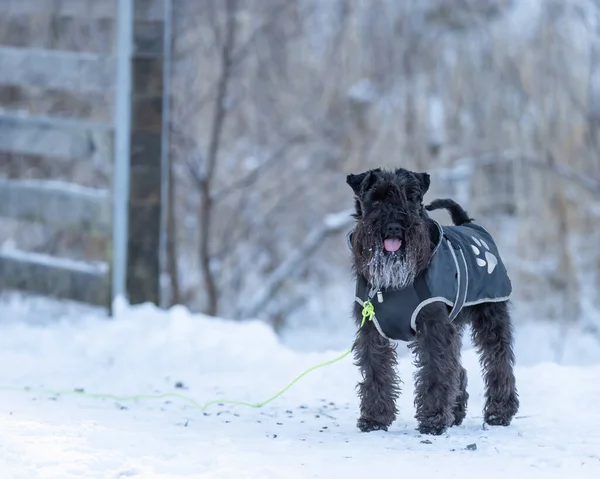 Uno Scatto Selettivo Adorabile Schnauzer Che Indossa Cappotto Campo Innevato — Foto Stock