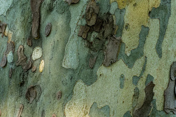 Tiro Close Casca Árvore Resistida — Fotografia de Stock