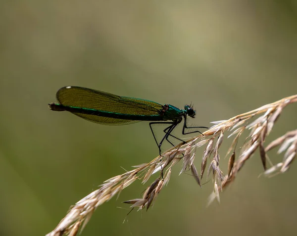 Een Close Van Een Libelle Een Droge Plant — Stockfoto