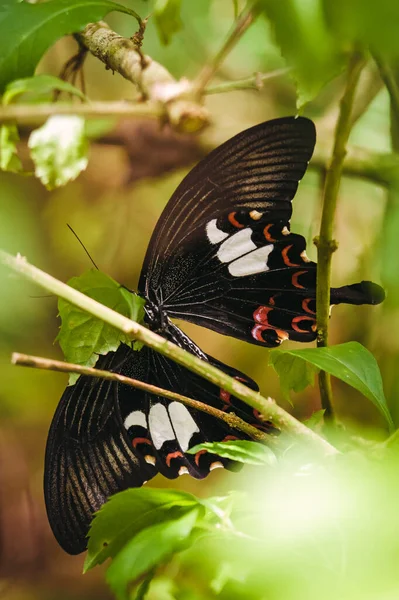 Крупный План Бабочки Папильо Хелен Листе Пенанге Малайзия — стоковое фото