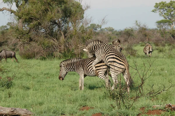 Par Zebras Acasalando Campo — Fotografia de Stock