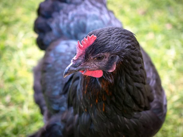 Eine Porträtansicht Der Schwarzen Henne — Stockfoto