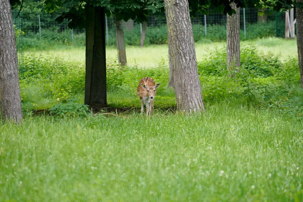 野原で可愛い子鹿の放牧 — ストック写真